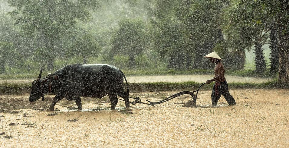Lúa nước Đông Nam Á mang trong mình những giá trị văn hóa đặc trưng của khu vực này. Bức ảnh về lúa nước sẽ khiến bạn cảm thấy như đang đắm mình vào một thế giới đẹp khó tả của đồng bằng nước ngọt và sự đẹp độc đáo của nền nông nghiệp có thế giới.